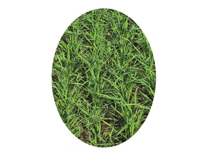 2BQB-24型高性能驅(qū)動耙谷物條播機