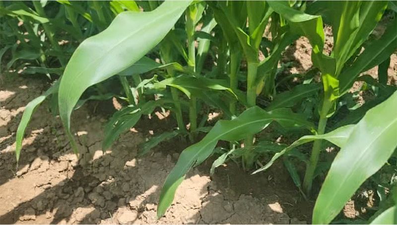 奧龍高產(chǎn)新模式播種玉米長勢良好